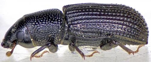 Stenoscelis submuricata